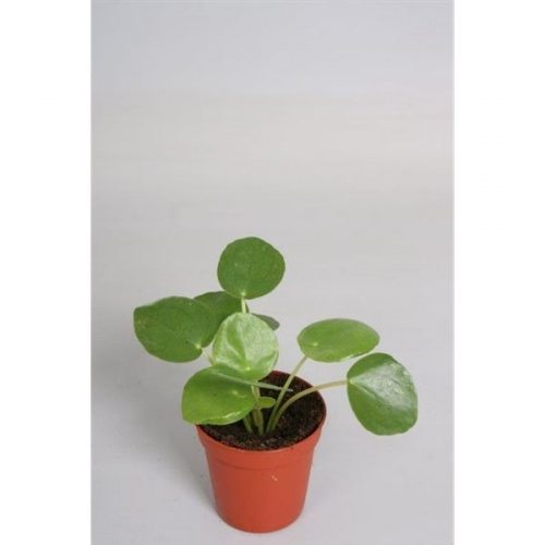 Pilea peperomioides