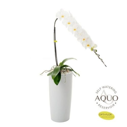 Phalaenopsis formidablo n15