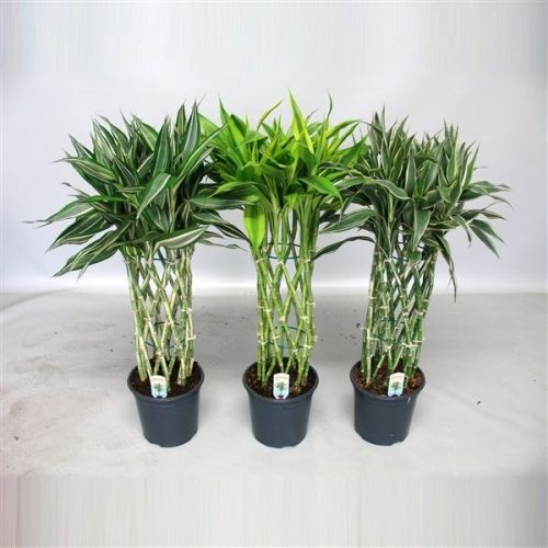Dracaena sandriana mix
