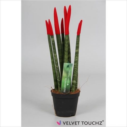 Sansevieria cylindrica spaghetti velvet svt09zk03