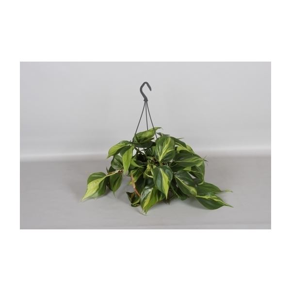 Philodendron brasil