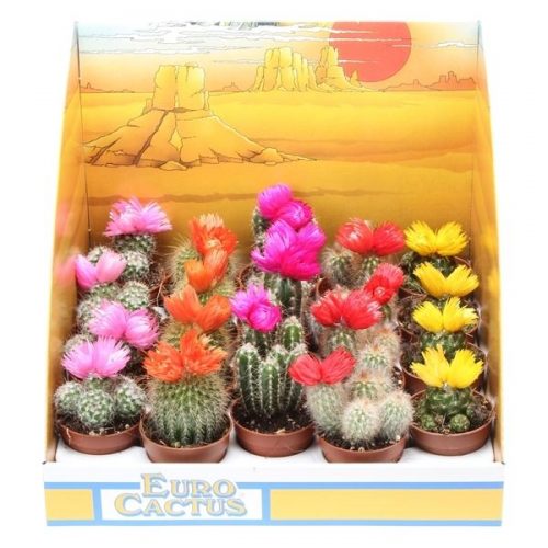 Cactus mix strobloem potcover indian line pv5006