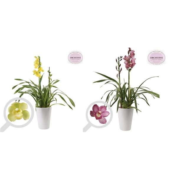 Cymbidium mix mixkerwt2t 1 Cymbidium mix mixkerwt2t