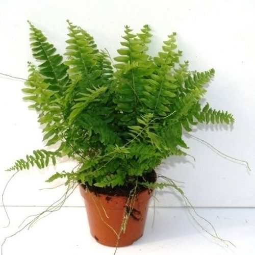 Nephrolepis exaltata bostoniesis