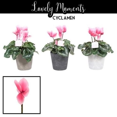 Cyclaam lovely moments in ompot lun