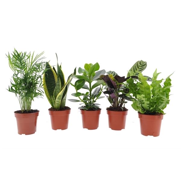 Kamerplanten mix