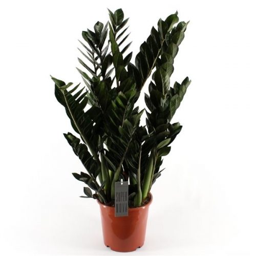 Zamioculcas zamiifolia super nova
