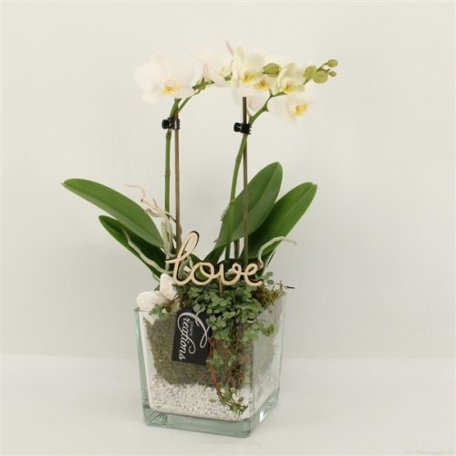 Phalrm-2016w romantic phalaenopsis	-	6	-	Adet
