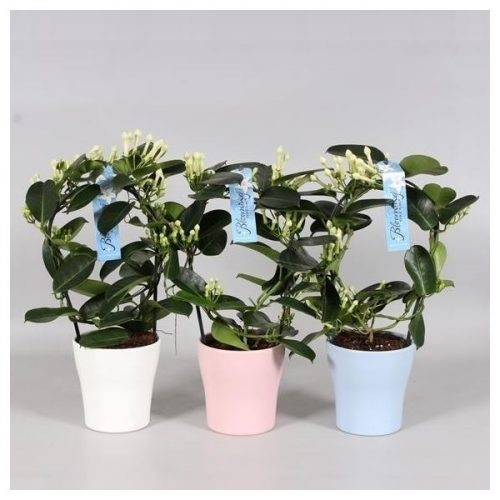Stephanotis floribunda