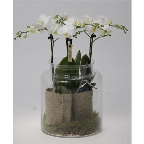 Phalaenopsis multiflora kolibri wit