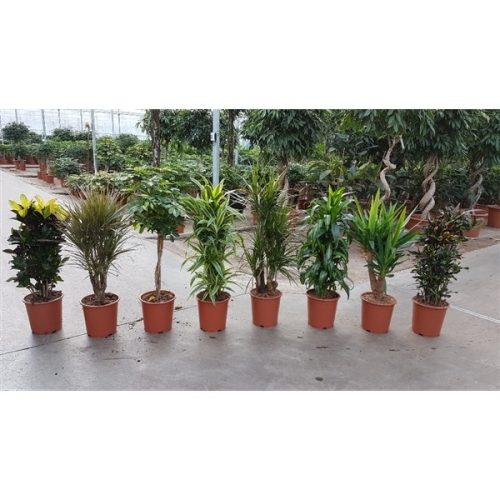 Kamerplanten mix kar 1406