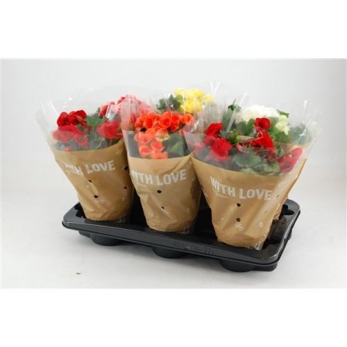 Begonia elatior du. mix