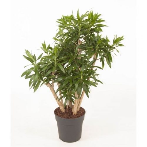 Dracaena reflexa