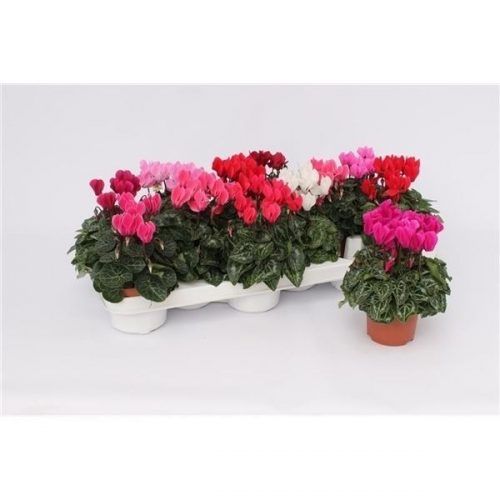 Cyclaam super serie verano mix
