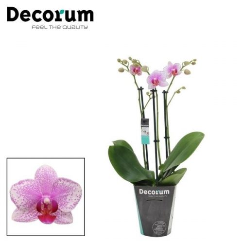 Phalaenopsis multiflora rotterdam
