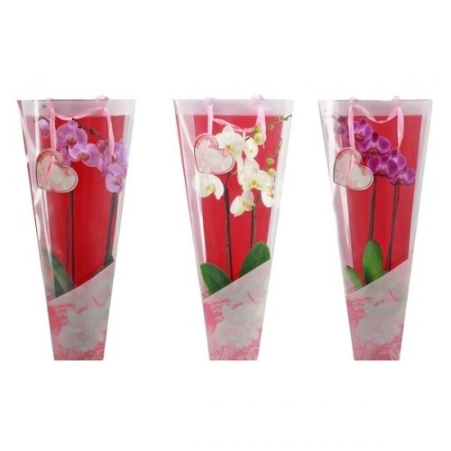 Phalaenopsis carry bag