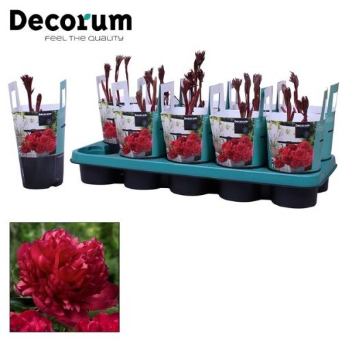 Paeonia rood