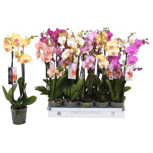 Phalaenopsis mix 8 kleuren