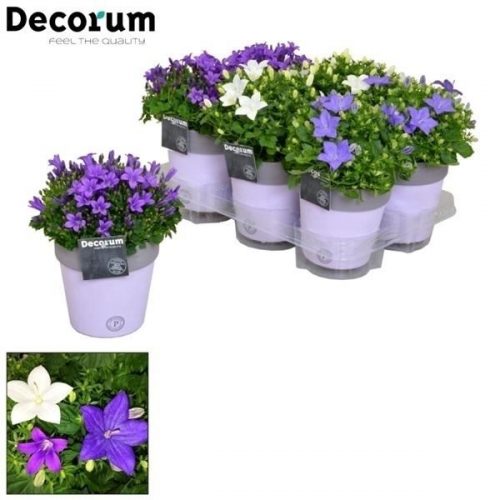 Campanula isoph. mix k187-030