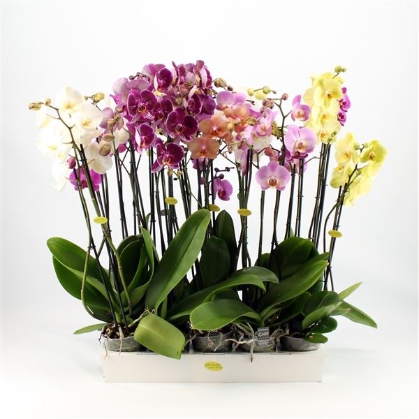 Phalaenopsis mix 1 Phalaenopsis mix