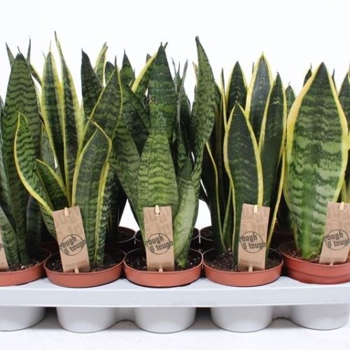 Sansevieria mix