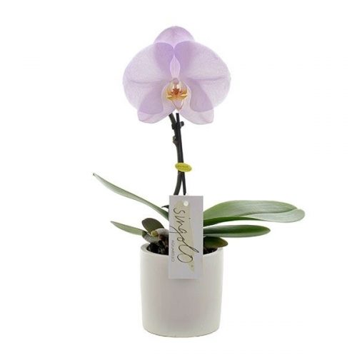 Phalaenopsis singolo lilac sinl