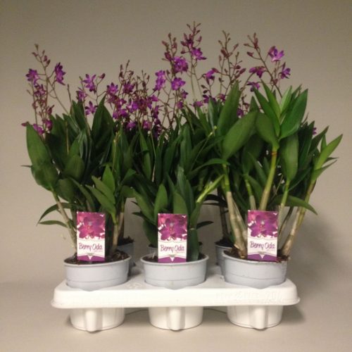 Dendrobium berry oda
