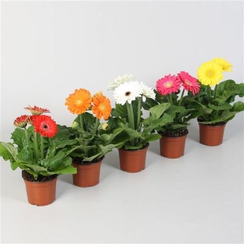 Gerbera mix