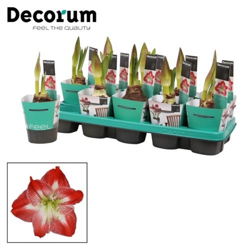 Hippeastrum exotic striped extra	 2 knop + potcover	-	6	-	Adet