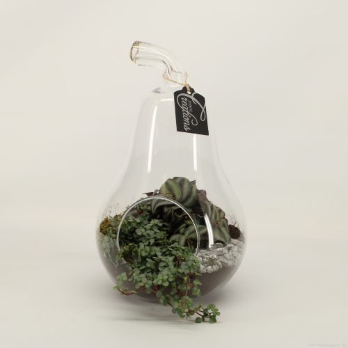 Grcr-2039 green creations	-	2	-	Adet