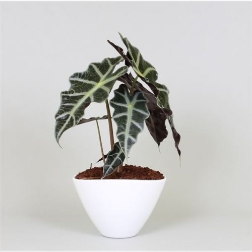 Alocasia polly
