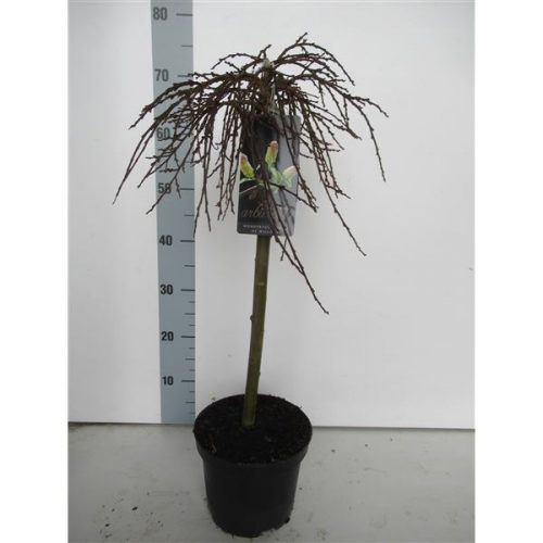 Salix arbuscula