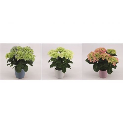 Hydrangea macr. mix