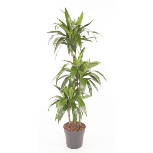 Dracaena fragr. lisa