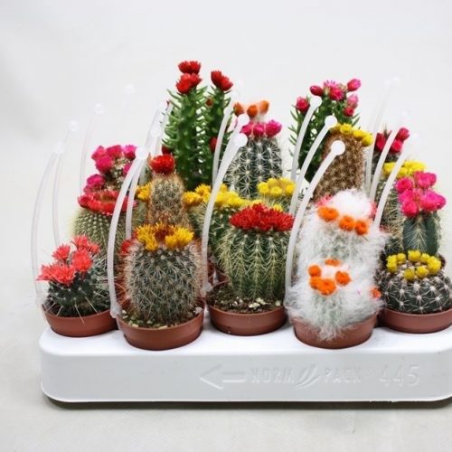 Cactus mix