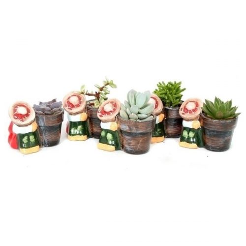 Succulenten mix mt82