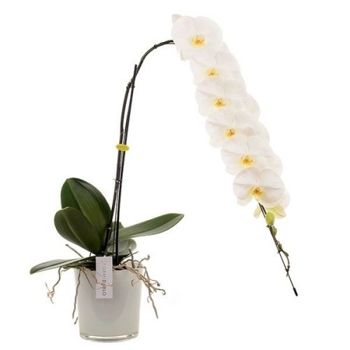Phalaenopsis formidablo gfo171ts