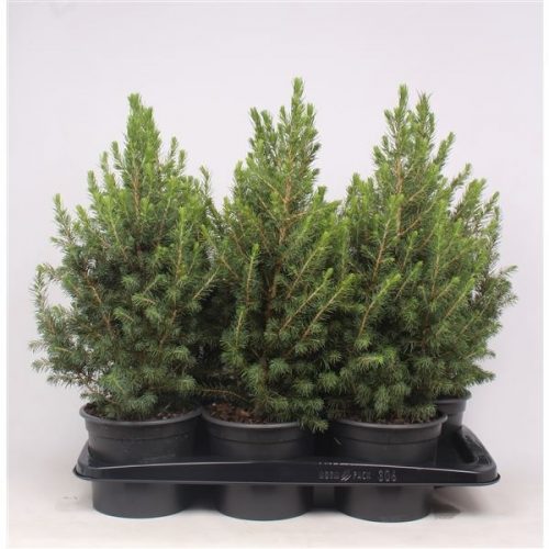 Picea glauca conica