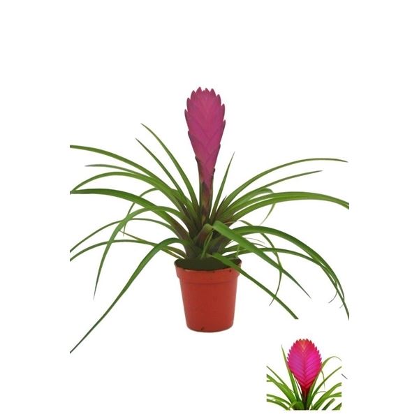 Tillandsia cyanea 1 Tillandsia cyanea