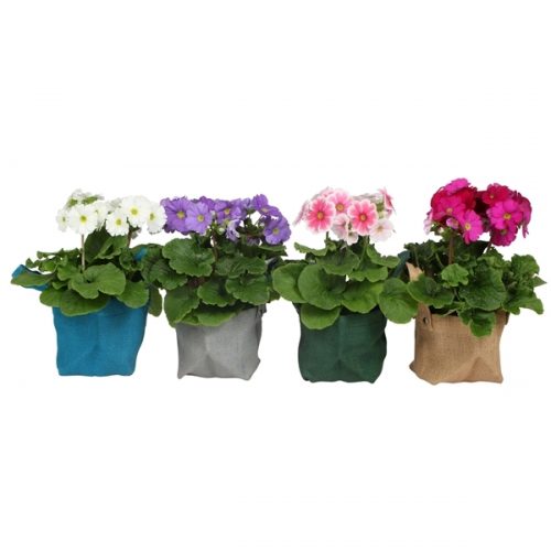 Primula obconica touch me mix 7300