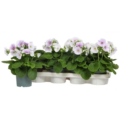 Primula obconica touch me blauw/wit