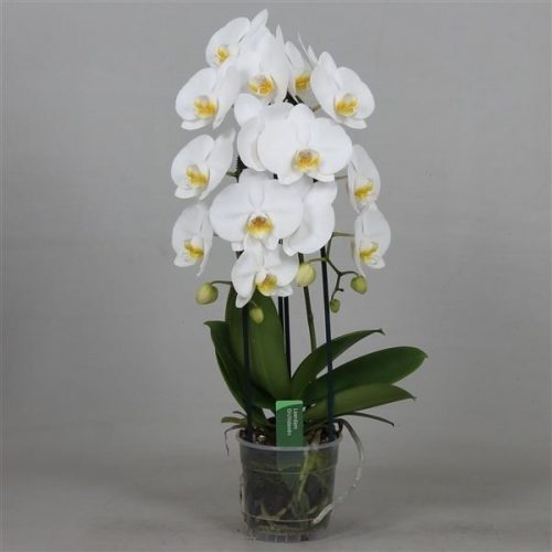 Phalaenopsis beautifall wit