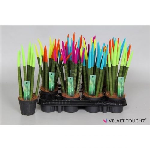 Sansevieria cylindrica spaghetti velvet svt09zk012