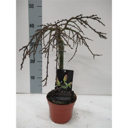 Salix arbuscula