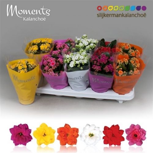 Kalanchoe calandiva mix