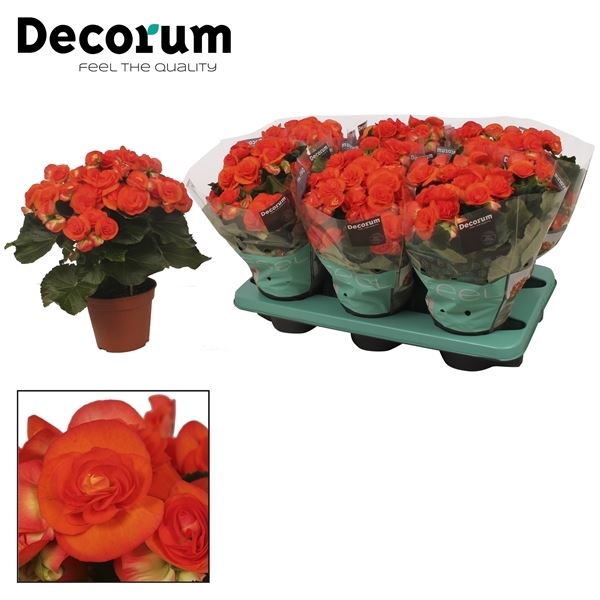 Begonia elatior du. reina oranje - 6 - Adet 1 Begonia elatior du. reina oranje - 6 - Adet