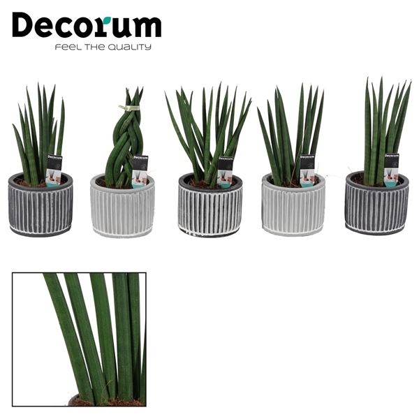 Sansevieria cylindrica 9 cm in ariz - 6 - Adet