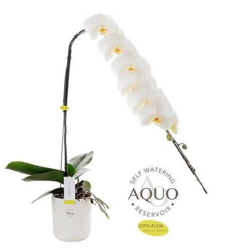 Phalaenopsis formidablo