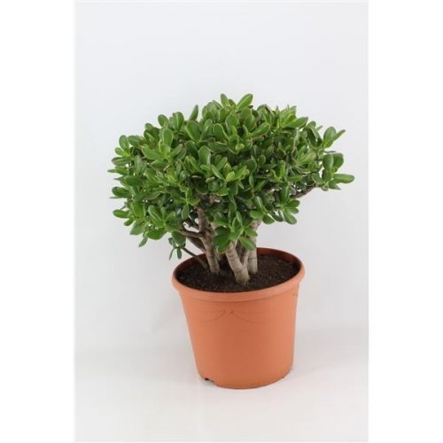 Crassula sunset