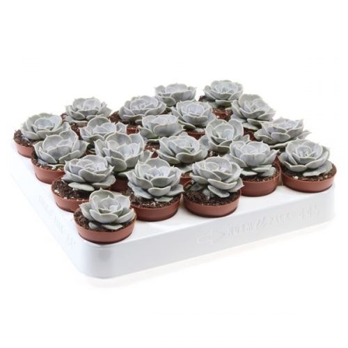 Echeveria lilacina ec5049